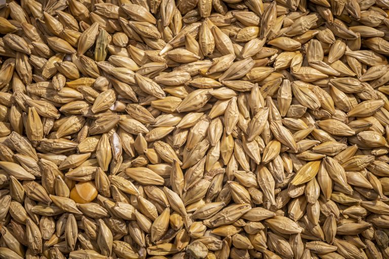 Barley, Whole 40 lbs. Modesto Milling Organic Feeds and Supplements