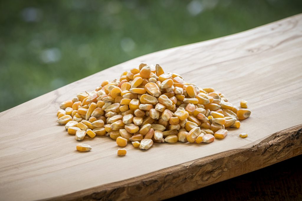 Corn, Whole 40 lbs. Modesto Milling Organic Feeds and Supplements