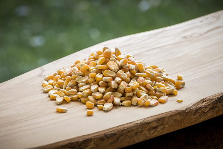 Corn Whole 40 Lbs Modesto Milling Organic Feeds And Supplements corn-whole-40-lbs-modesto-milling-organic-feeds-and-supplements